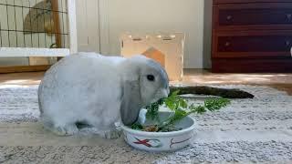 Adorable Holland Lop Bunnies Enjoy Organic Breakfast! 