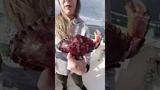Red rock and Dungeness crab, do you know the differences? #crabbing #fishing #crab