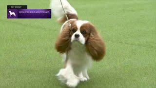 Cavalier King Charles Spaniels | Breed Judging 2023