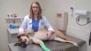 Post Operative Wound Care for Your Pet