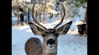 Friendly Deer Fighting in the Yard