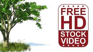 Free Stock Videos – 3D animated tree and grass with wind effect