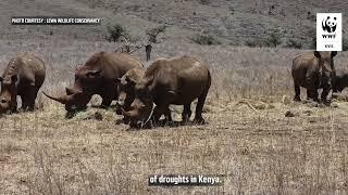 Hay Drops of Hope: Saving Livestock and Wildlife During Drought