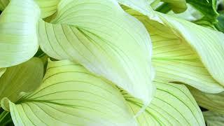 Barbara King 3-Piece White Feather Hosta on QVC