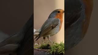 Save Birds Save Life | Save Birds | Save Birds Save Earth | How To Save Birds #shorts #birds #viral