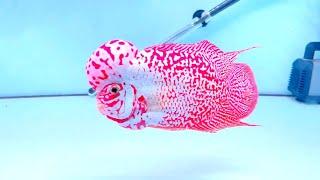 Top 8 Most Beautiful Super Red King Kamfa Flowerhorn Cichlids