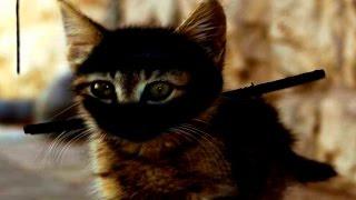 Ninja Cats - Funny Cats Compilation - Funny Ninja Cats 2016