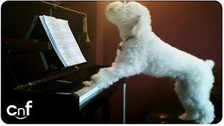 Dog Plays Piano and Sings