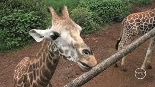 Visiting the Giraffe Centre - Nairobi - Kenya