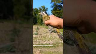 releasing wild birds