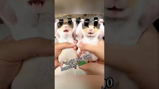 Hamster are fitness expert #YouTube short #edit #funny