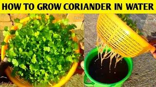 How to grow coriander in water only | Gardening 4u