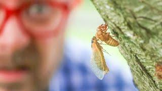 Let's Talk About American Cicadas | Part 1