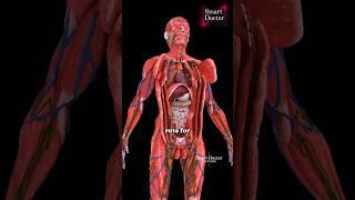 Discover the Secrets of Your Body | Top Anatomy Video 🫀