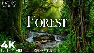 Forest 4K  Nature Sounds ️ Relaxation Film with Peaceful Music - Ambient Soundscapes - Ultra HD