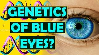 What is the Genetics of Blue Eyes?