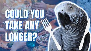 African Grey's can be so demanding at dinner time | Gizmo the Grey Bird | Best Talking African Grey