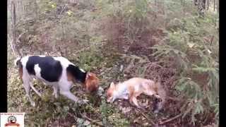 Hunting a Fox with Russian hounds.  Охота на лису с русскими гончими