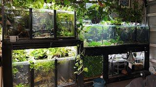 108 Aquariums and Ponds in this Home | In Depth Tour
