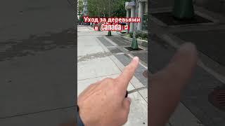 Уход за деревьями в Canada 