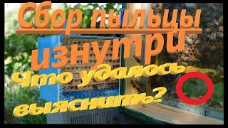 Что происходит? Сбор пчелиной обножки(пыльцы) изнутри.