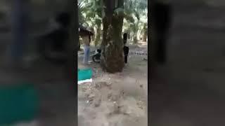 WIK WIK mesum DI KEBUN SAWIT asli ceweknya telanjang || gerebek orang pacaran....