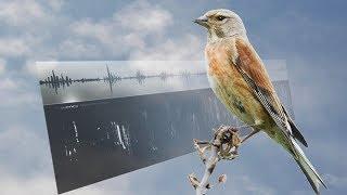 LINNET SONGS – Carduelis cannabina