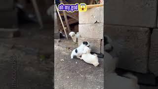 baby dogs fighting  #puppy #babydogs #viral #dog #funny #shorts