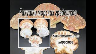 Ракушки морских гребешков. Как очистить от наростов.