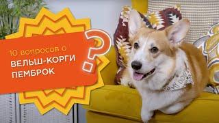 10 вопросов о ВЕЛЬШ-КОРГИ ПЕМБРОК