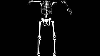 Skeleton sound