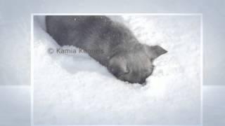 Elkhound snow dogs at Kamia Kennels - Video 03