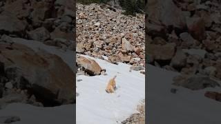 Check out my page for the whole video of Dale in the snow #dog #horses #trending #shorts #snow #dogs