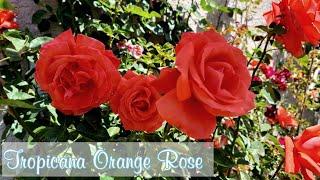 Tropicana Orange Rose Hybrid tea