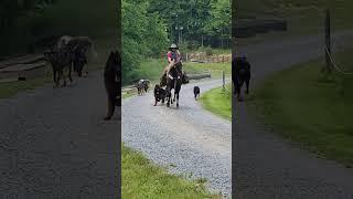 #rockymountainhorse #dogs #beauceron #germanshepherd #chihuahua #horses #summer