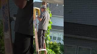 Moving vines up to the pergola #vegetables #growing #backyardgarden #nature #plants #homegardening