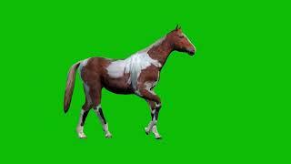 Horse Walking Green Screen l HD