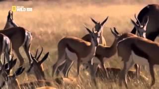 National Geographic animals fighting The Lives Of Lions Nat Geo Wild documentary films HD1