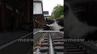 Cat vs Train #funny #voiceover #cat
