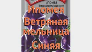 Ипомея обыкновенный Ветряная мельница Синяя  обзор: как сажать, семена ипомеи