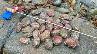 ITS FORAGING SEASON ! Abalone Catch & Cook