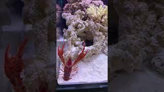 Louisiana crawfish is very strong​ with Mantis Shrimp