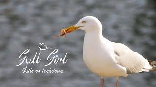 Gull Girl - Gulls on Lockdown