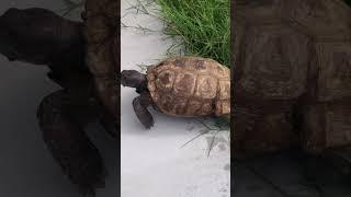 he went right back to the grass  #shorts #turtle #tortiose #florida #wildlife #foryou #cute #sweet