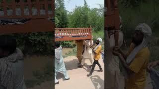 Dadi Is Duniya Se Chali gai
