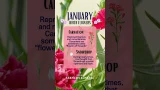 January Birth Flowers