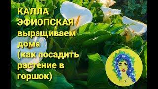 Как выращивать каллу Эфиопскую в комнатных условиях. Как посадить каллу дома.