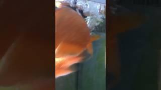 Oscar’s Destroy Live Bait