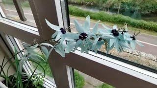 Ixia viridiflora, the Turquoise Ixia / Green Ixia cultivation. Finally I got turquoise flowers!!!