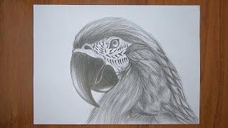 Попугай АРА / Рисунок / Карандашом / Parrot ARA / Drawing / Pencil /